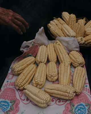 Twelve pale yellow choclo corn cobs are spread out a cloth with a pink and blue floral design, with more in a bucket behind.