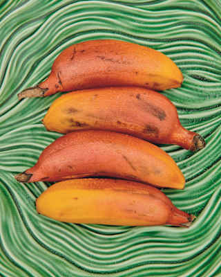 Four red bananas, with a yellow-orange hue, lie side by side on a green majolica plate with a wavy design, seen from above.