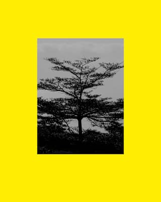 Image of a Laurisilva tree with branches extending wide with leaves reaching skyward, presented on a yellow background.