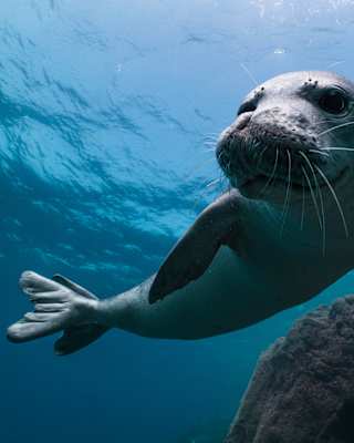 Close-up of a beautiful monk seal with white whiskers as it swims in luminous blue waters, photographed by Andy Mann.