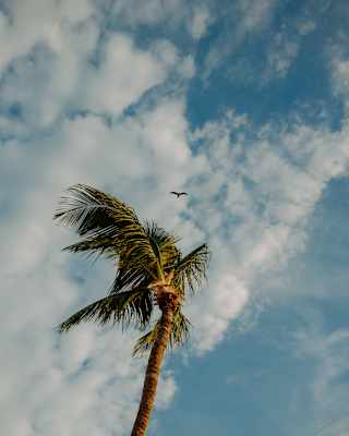 A bird soars in a sky of blue and white cloud, high above the wind-blown fronds of a tall palm tree, seen from below.