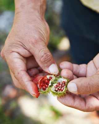 Close-up of two hands opening an achiote plant to reveal its seeds