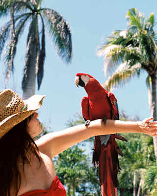 A magnificent scarlet macaw perches on the extended arm of a dark-haired woman in a straw hat and red top, seen from below.