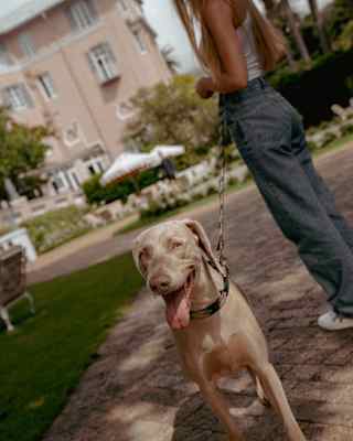 Angled image of a happy, panting, silver-haired Weimaraner dog on a lead held by a woman in jeans in the Mount Nelson grounds.