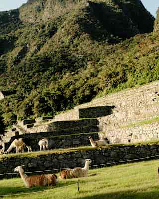 Two shaggy brown and white llamas lie on a lawn in Machu Picchu's ruins as four more eat grass on the step behind.