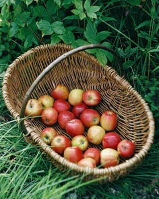 A harvest basket with a clutch of rosy red British apples from orchards at La Manoir Aux Quat' Saisons nestles in long grass.