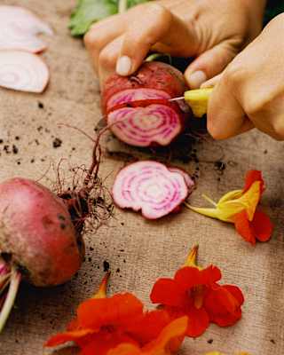 Close-up of a hands holding and slicing a Chioggia beetroot with a knife on a table scattered with orange nasturtium flowers.