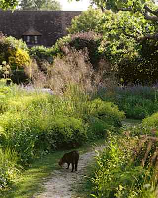 A cat stops to sniff the grass verge of a stony path that winds through the grasses and shrubs of the hotel garden.