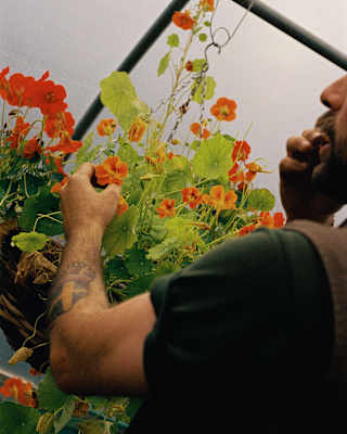 Angled image of a gardener in a greenhouse as he tastes one of the orange nasturtiums growing in a hanging basket.