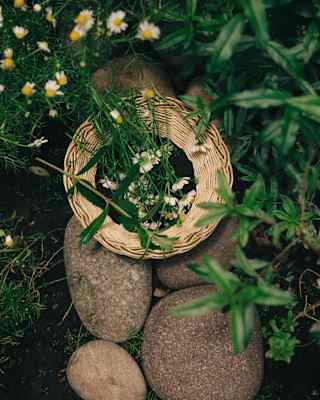 A woven cane basket with a handful of daisy stems and flowers rests on the smooth stone border of a garden flower bed.