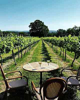Two glasses of white wine sit on a wood table with three wicker chairs in the grassy path between vines at Nutbourne winery.