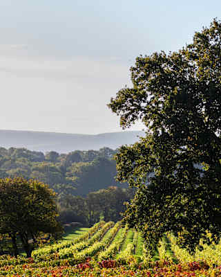 Bucolic image of a wide old oak tree standing proudly in front of a bright green vineyard, with a horizon of rolling hills.