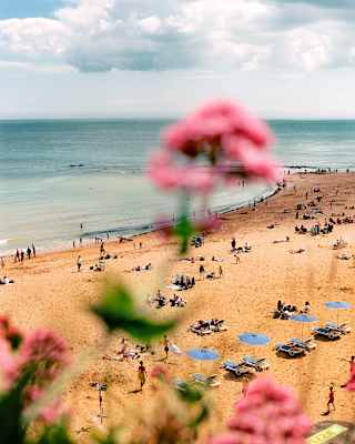 A view of sweeping golden sands dotted with people, parasol and loungers, part-obscured by a pink wildflower in soft focus.