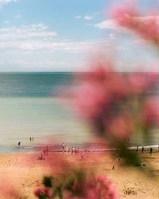 Three people play in the grey-blue sea as others walk on the beach, seen from above through pink-blooms in soft-focus.