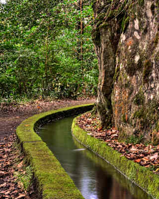 A section of Madeira's Levada waterways curves through forest, with moss-covered walls flanking a serene rainwater channel.