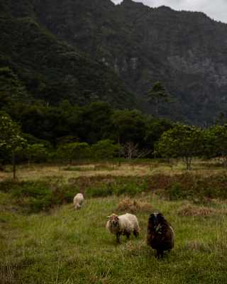 Three raggedy sheep, two white and one brown, graze on uneven pastures beneath the dramatic rise of the Seixal Mountains.
