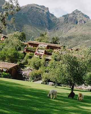 Imposing mountains rise behind rooms, nestled in lush forest, seen over lawn where three alpacas graze in the shade of trees.