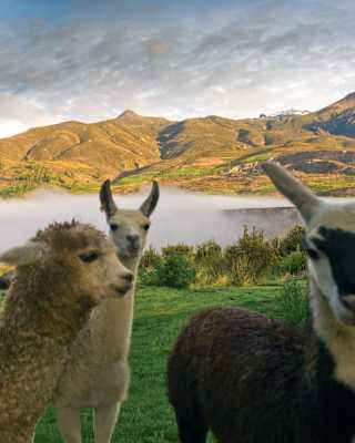 Close-up of an alpaca and two llamas facing the camera in a view over green fields and undulating hills separated by mist.