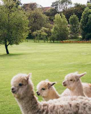 In soft-focus close-up foreground, three white alpacas make their way across the lush green lawn of Rio Sagrado's gardens.