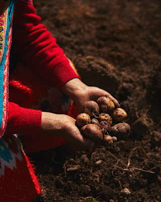 Close-up on a clutch of potatoes, fresh from the earth, sitting in the cupped hands of a local woman with red sleeves.