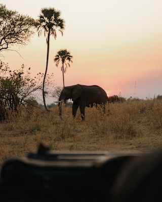 An elephant is silhouetted against a pale-peach sunset sky as it walks towards palm trees, seen from a jeep.