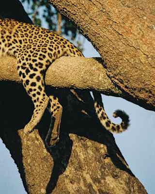 The hind legs of a leopard straddle a high tree branch with its curled tail hanging behind, in a close-up game viewing detail.