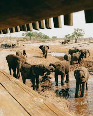 View through a viewing hut window of a large herd of elephants, split into three groups with the closest playing in a river.