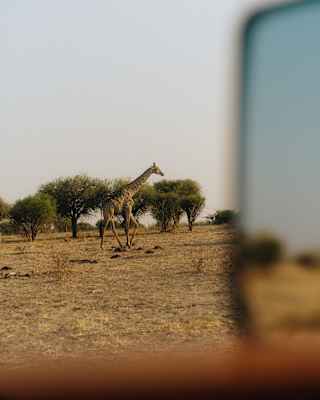 A giraffe walks across the plains in a photograph taken from a safari jeep with a glimpse of the grasslands in a side mirror.