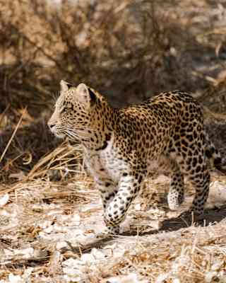 A pretty leopard cub with white belly fur and pale orange back, covered in dark spots, walks across dry grasses in the wild.