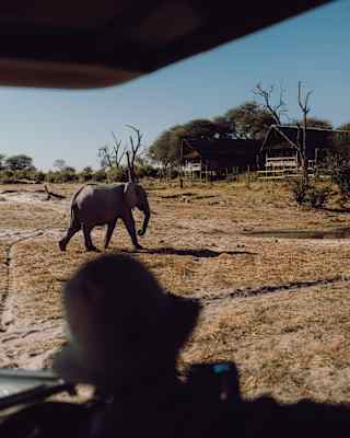 An elephant walks across dry grass near a lodge, with a person observing from a vehicle in the foreground under a clear blue sky.
