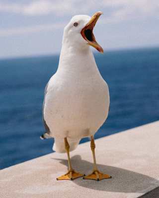 A seagull stands on a concrete ledge by the sea with its beak open wide, as if calling out. The sky is partly cloudy, and the ocean appears calm in the background.