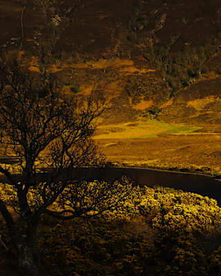 Low sun glows gold and bronze on the gorse and bracken banks of a river, the far side steeply rising, seen past a silhouetted tree.