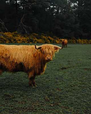 A shaggy brown highland cow stands in a field, seen side-on with face turned to the camera, as another cow stands behind.