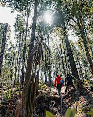 Low angle image of two men, in red and black, scrambling up a woodland hill in a forest of tall trees with dappled light.