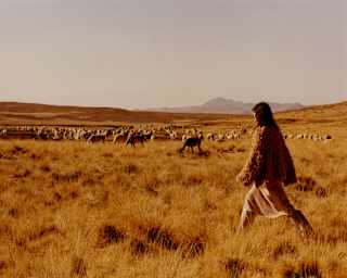 A woman in a woolly top and skirt strides towards a herd of llamas through tufty grasslands, in a sun-saturated golden image.