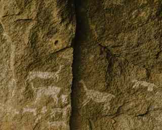 Close-up of an ancient Paleolithic wall adorned with pictures of animals, drawn in white chalk.