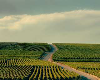 Late sun catches the grooves and verdant stripes of the Champagne vineyards of Veuve Clicquot as cloud builds on the horizon.
