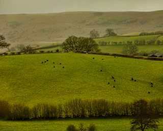 Rolling green hills dotted with grazing cows under an overcast sky, with scattered trees and hedgerows, and distant hills shrouded in mist in the background.