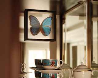 A mounted iridescent Blue Morpho butterfly complements two blue china cups and saucers in a glass display cabinet, close-up.