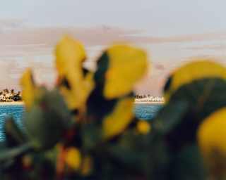 Green foliage in soft focus obscures the view of Cap Juluca, which is glimpsed in crisp clarity through gaps in the leaves