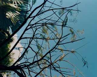The silhouette of a flamboyant tree, its bare branches tipped with ferny leaves, with blue sky and villa roofs behind.