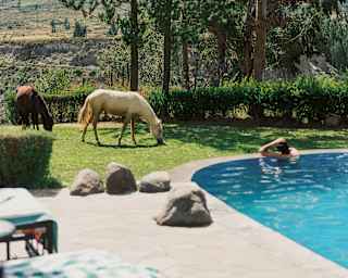 Two horses, one white, one brown, graze on the lawn by the pool where a swimmer watches them, viewed across two sun loungers.
