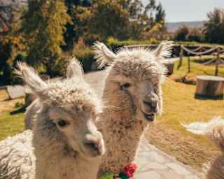 Two fluffy white alpacas stand side by side on a stone path outdoors, with green trees and grass in the background under a sunny sky. One alpaca has a colourful decoration on its neck.