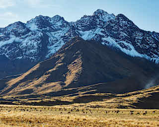 Camelids graze in the open plains of the Altiplano, dwarfed by the snowy ridges and peaks of the La Raya mountain ranges.