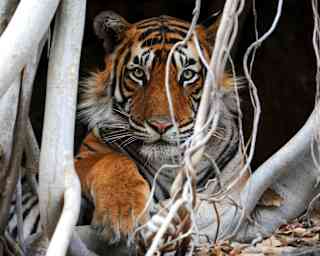 A majestic orange, white and black-striped Bengal tiger peers out between the tangled trunks and root props of a Banyan tree.