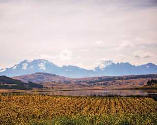 Fields of brown grasses and yellow flowers border Laguna Huaypo, in a view across the water to snow-capped mountains beyond.