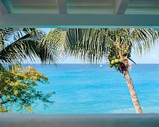 A coconut palm laden with unripened fruit and lush fronds frames the view of Baie Longue where the azure sea meets sky