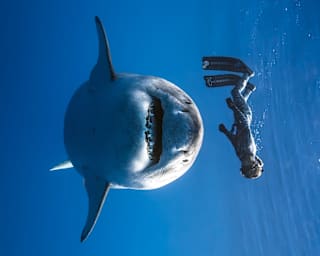 Sideways image of free diver Ocean Ramsey, who floats above a smiling Great White Shark which swims towards the camera.