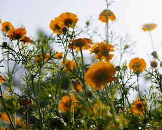 Fringed with fern-like leaves, marigolds flowers catch the sun in their orange petals, seen from ground level.