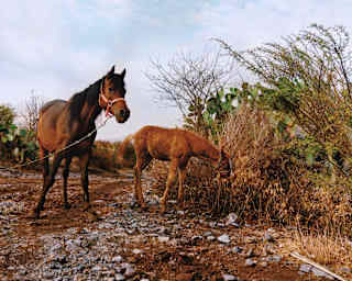 A brown horse stands on rocky ground holding a rope, whilst a foal grazes on dry shrubs nearby, under a cloudy sky with scattered green bushes around.